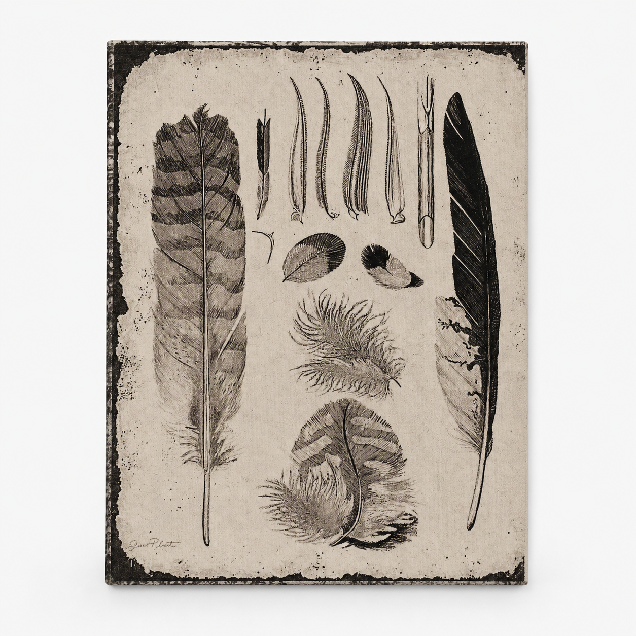 Feathers Illustration Pocket Diary Set Of 2