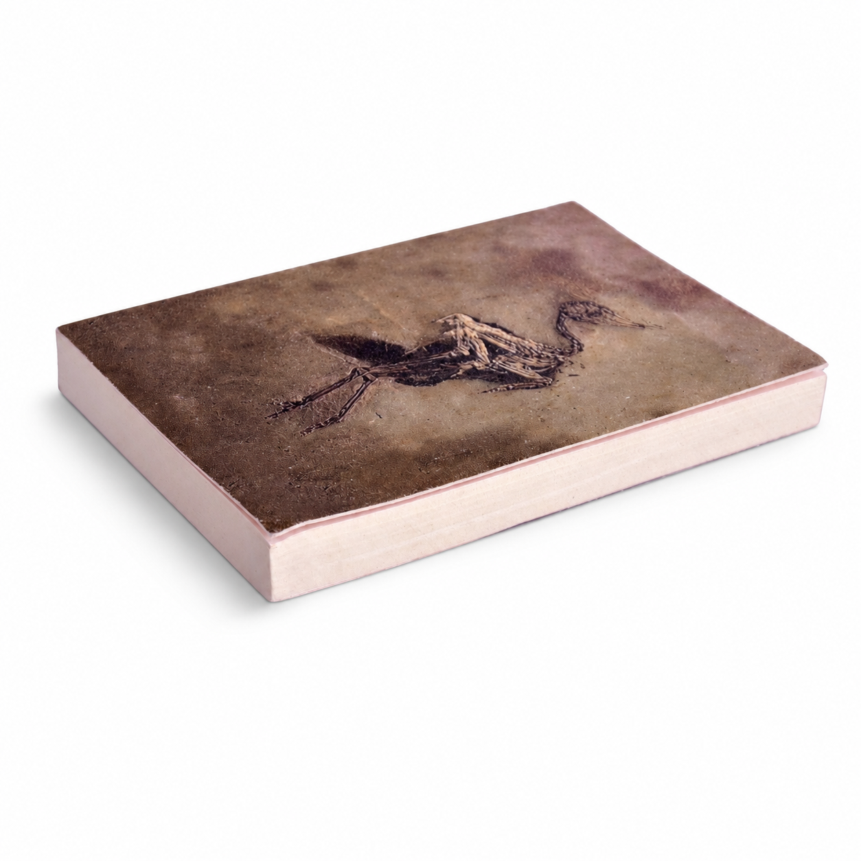 Bird Fossil