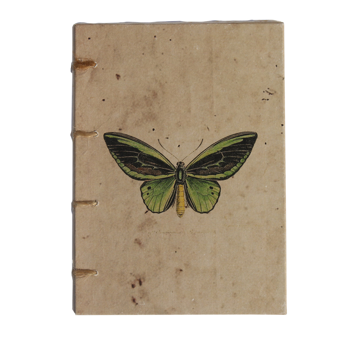 Vintage Butterfly Artwork