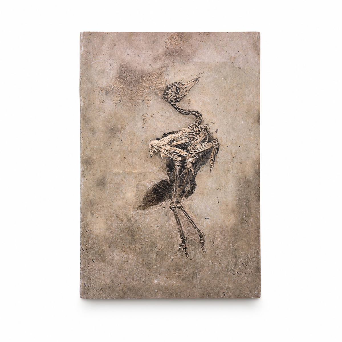 Bird Fossil